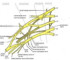 Brachial Plexus Nerves Brachial Plexus Nerves