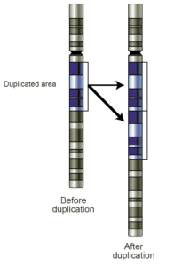 Gene Duplication Diagram