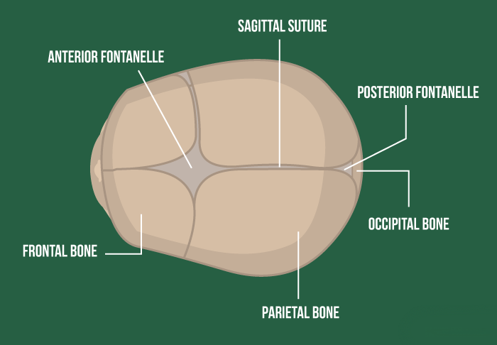 Newborn Skull Anatomy Infographic
